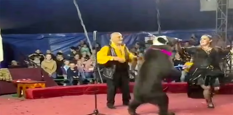 Hat-&-scarf-clad-circus-bear-attacks-trainer-during-show