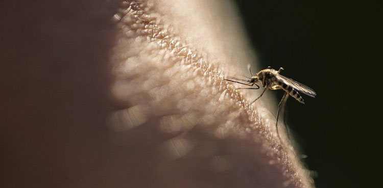 Jacobabad, Six children die, malaria