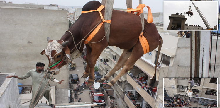 Sindh-livestock-ministry-prohibits-'mishandling-of-animals'-amid-Eid-season