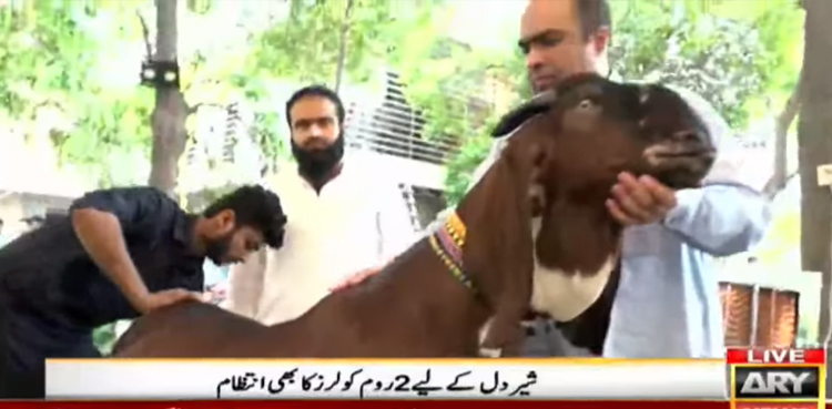 sherdil-'Heaviest'-goat-claims-Rustam-e-Pakistan-title-weighing-314kg