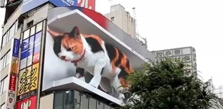 cat, 3D billboard, Tokyo