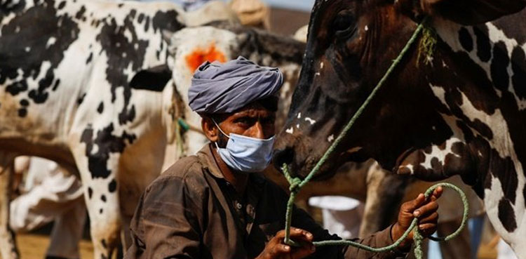 Bahawalpur's Sheru, karachi, Karachi cattle market, arrives