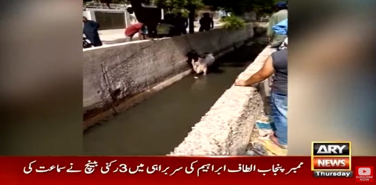 Karachi Sacrificial Cow