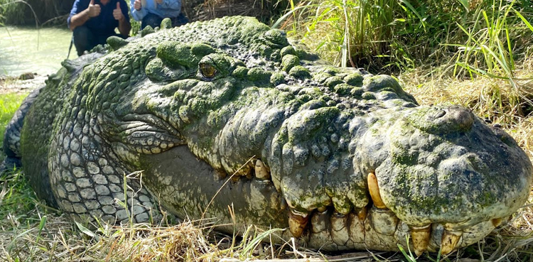crocodile fossil chile