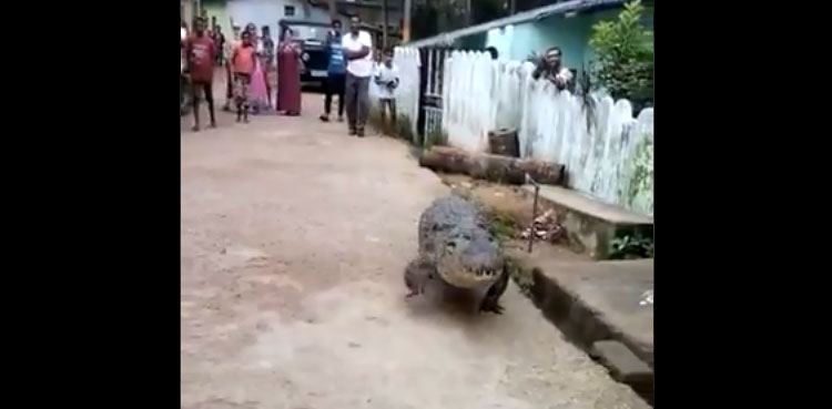 crocodile , strolling, village