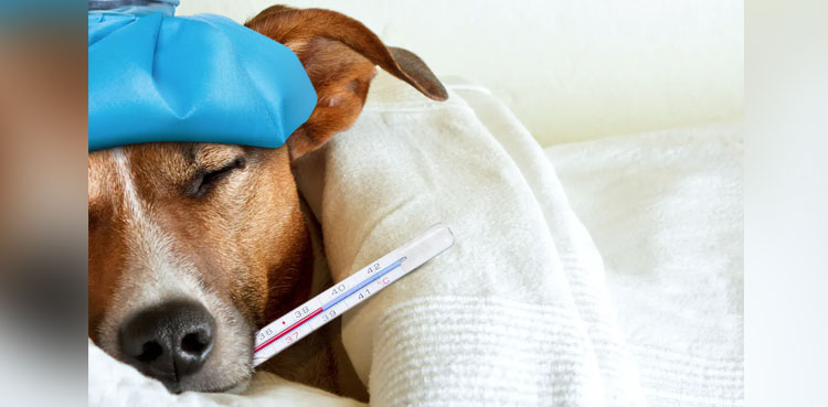 pet dogs COVID study