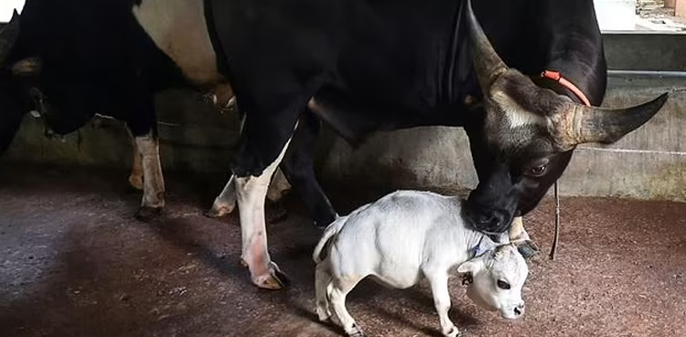 dwarf cow Rani