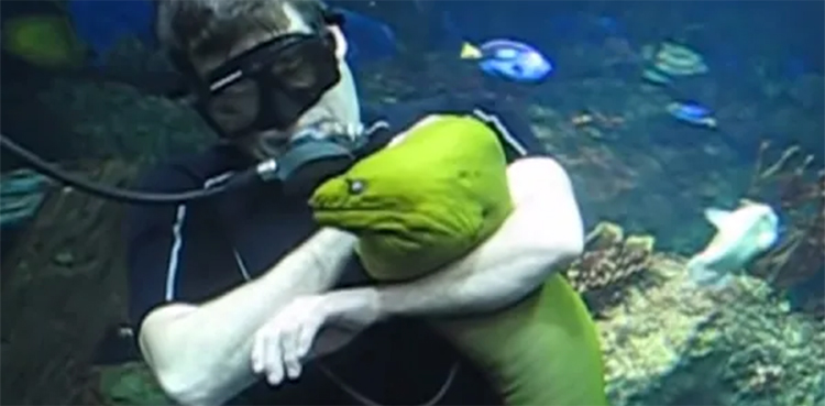 eel, diver, aquarium cleaner,