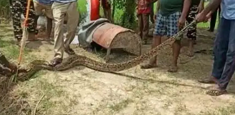 giant python sugarcane field india michiya village