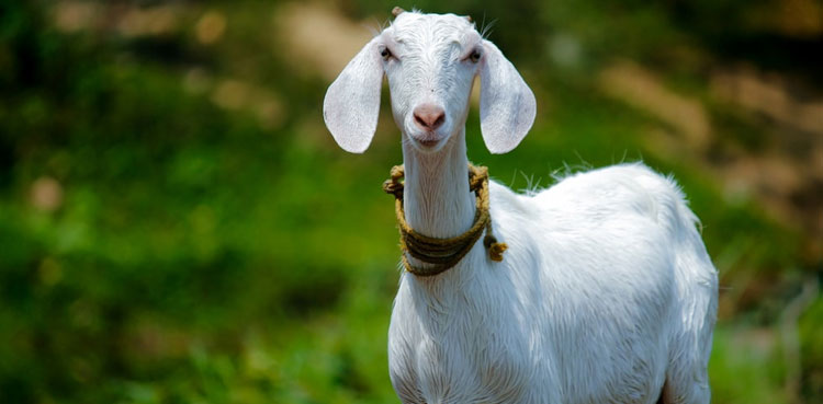 Sacrificial animals no exception in street crimes as theft incidents rise