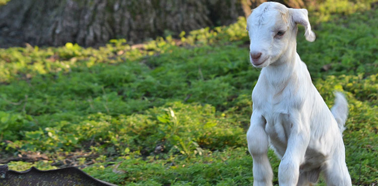miracle goat baby eight legs india viral photos