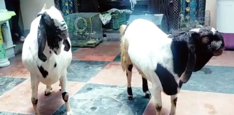 eidul azha pair of goats