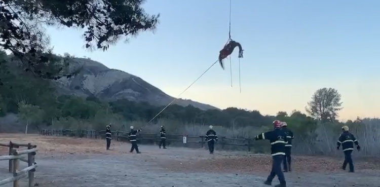 horse airlifted stuck horse