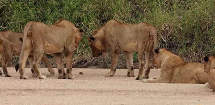crab fight off pride of lions