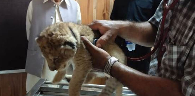 Lion Cub Dies Lahore Zoo