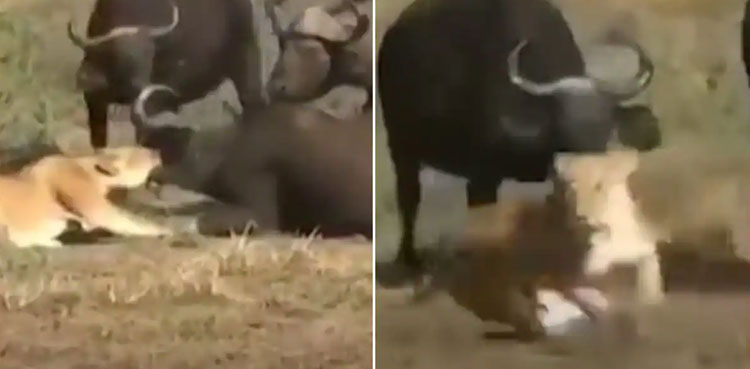 lion buffalo viral video fierce attack