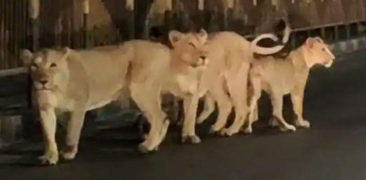 viral video pride of lions walking india