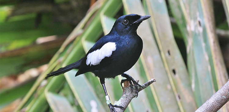 digital bird seychelles