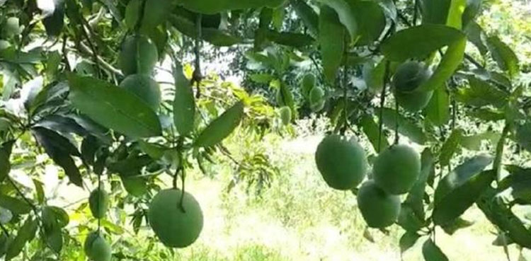 mango single tree varieties