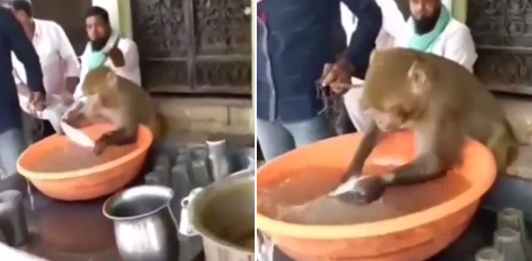 monkey washing utensils viral video