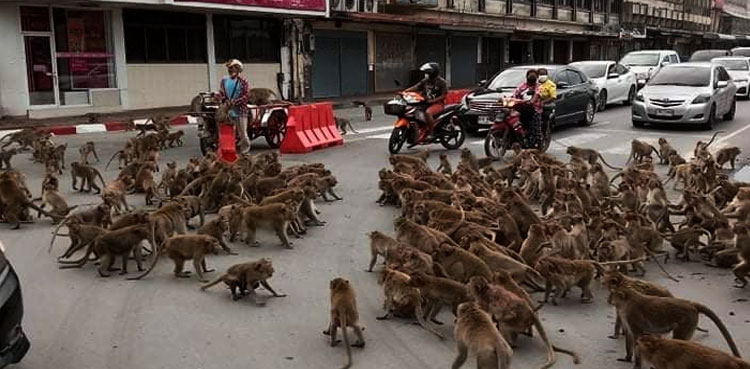 Thailand Monkey Gang Clash