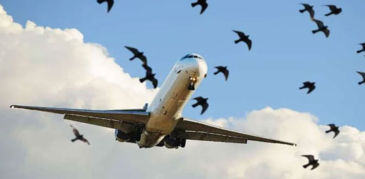 Lahore airport, bird strikes