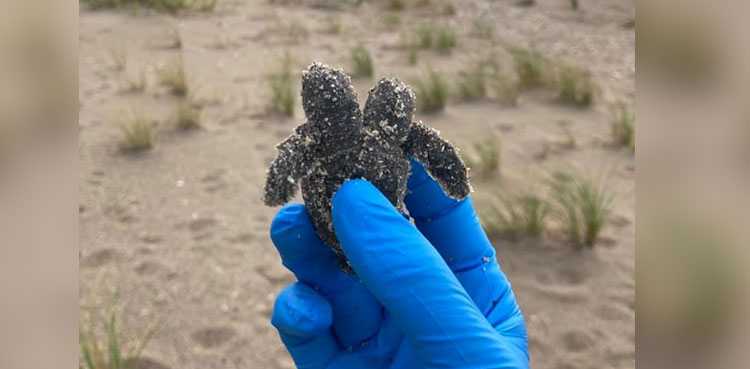 sea-turtle-two-headed-us-beach