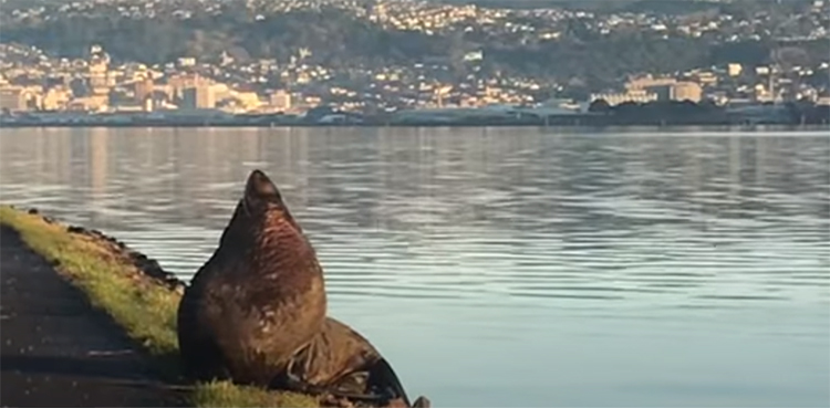 seal interupts morning commuters