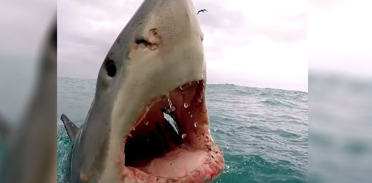 boat white shark teeth jaws