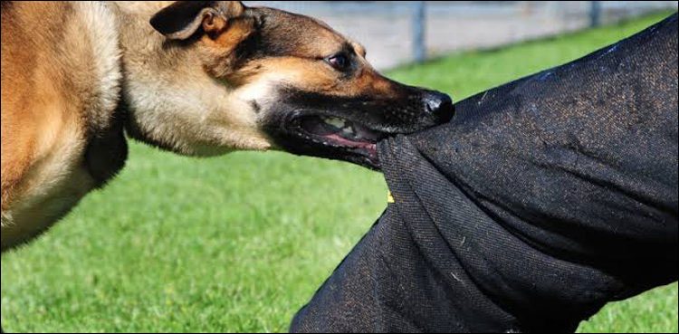 Bhakkar dog assault incident