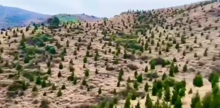 billion tree tsunami, Imran khan, swat