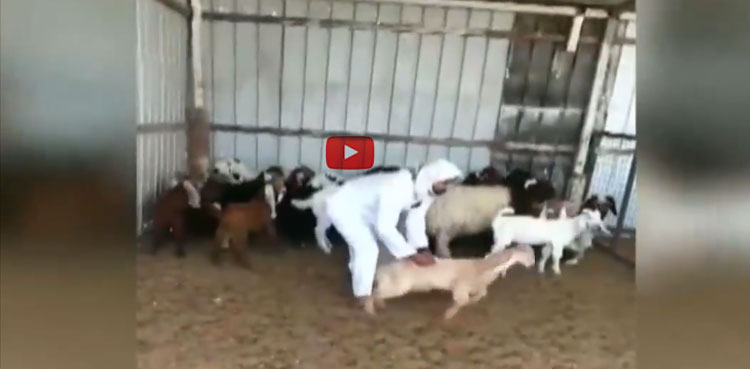 Sacrificial goat's antics video viral