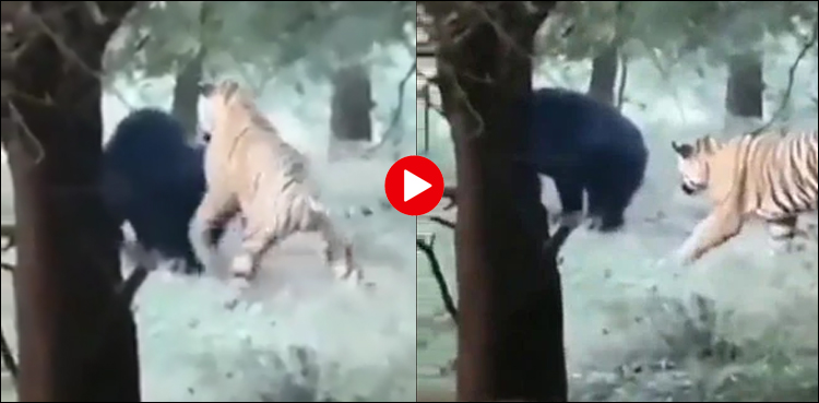Bear tiger fight india