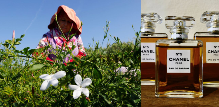 Chanel no. 5, jasmine