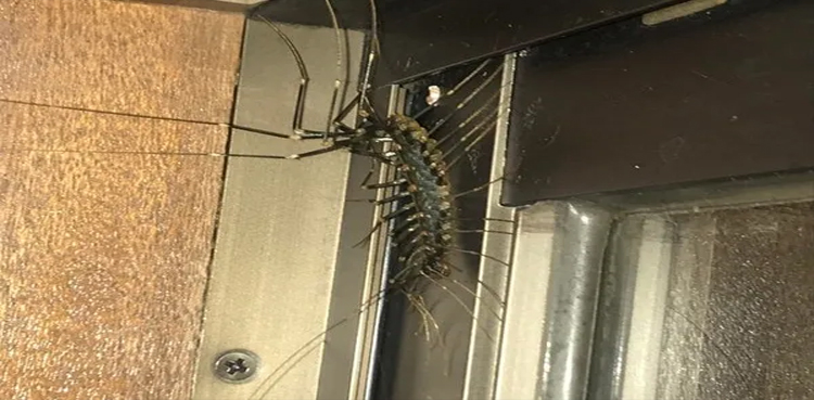 Centipede