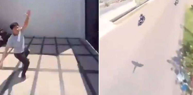 Video of parrot flying away with a cellphone goes viral