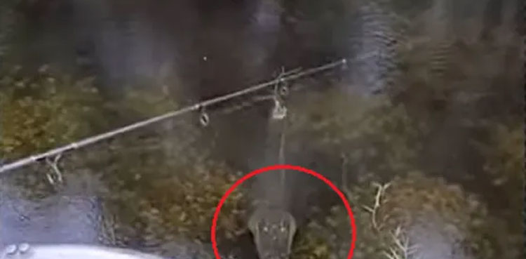 alligator