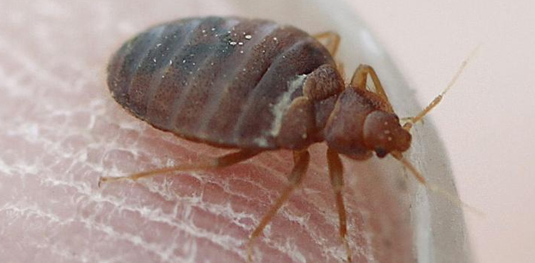 woman rubbing alcohol bed bugs car