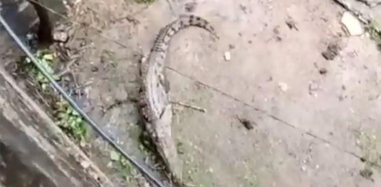 video crocodile rajasthan