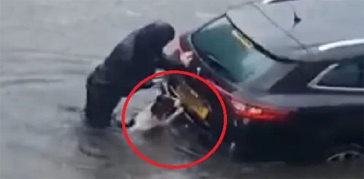 flood, women, dog,