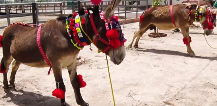 punjab donkey farm