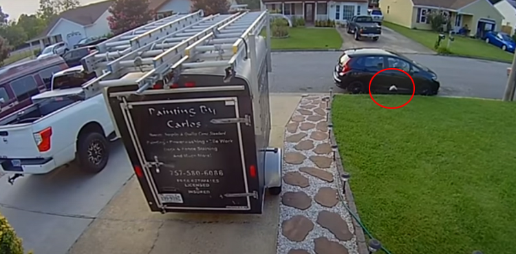 unusual footage fish falls from sky virginia video