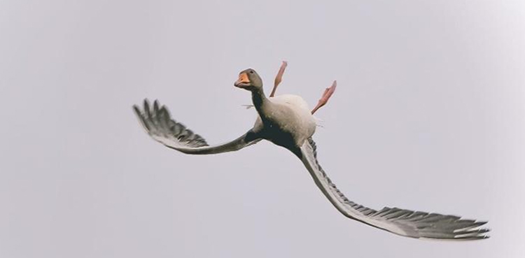 unusual photo goose flying upside down viral image