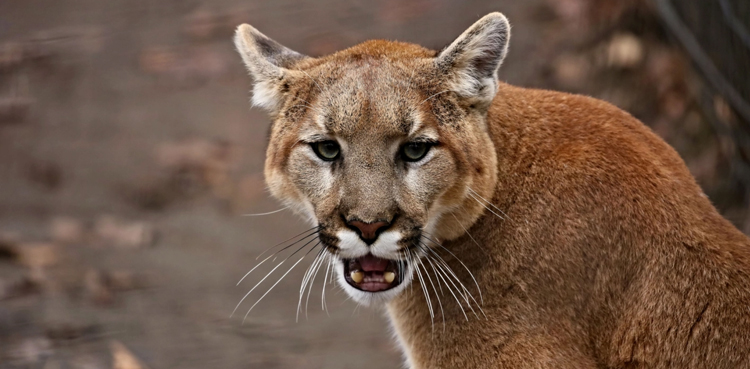 woman mountain lion fight 5-year-old son