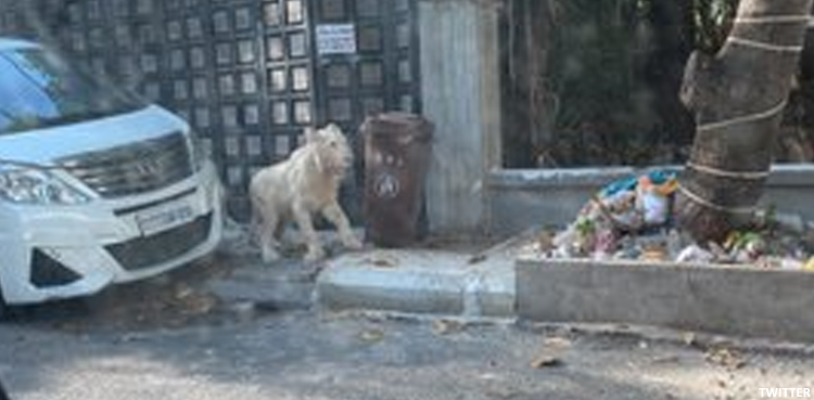 lion wandering cambodia phnom penh video