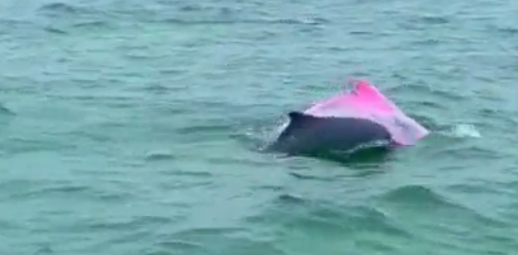 viral video pink dolphin