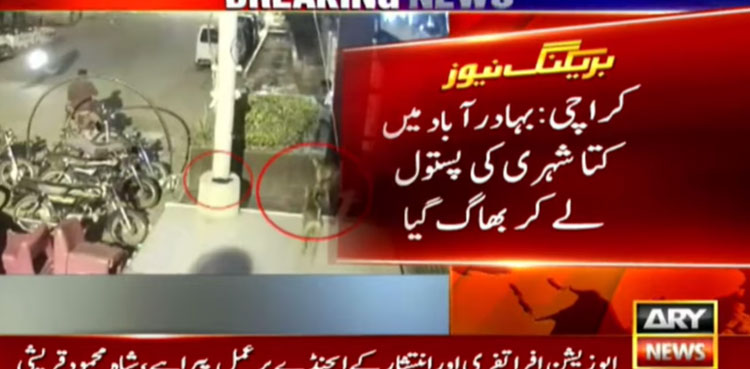 Stray dog gun karachi