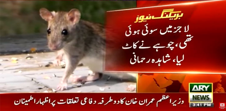 rat-bite-ppp-lawmaker-parliament-lodges