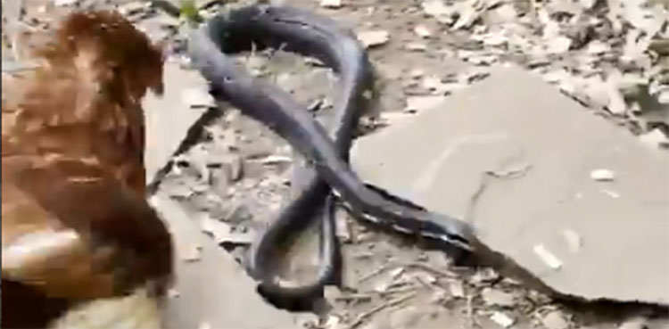 snake, chicken