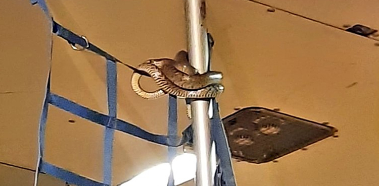 snake baggage belt indigo flight plane video